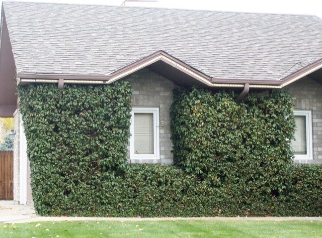 What not to plant: the invasive vine