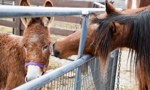 Good Acres Sanctuary ‘a little slice of heaven’