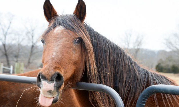 Good Acres Sanctuary ‘a little slice of heaven’