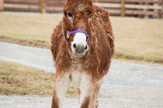 Good Acres Sanctuary ‘a little slice of heaven’