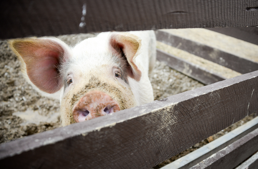 Good Acres Sanctuary ‘a little slice of heaven’