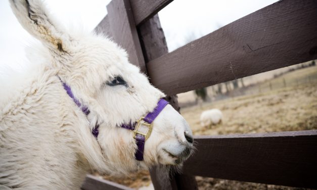 Good Acres Sanctuary ‘a little slice of heaven’