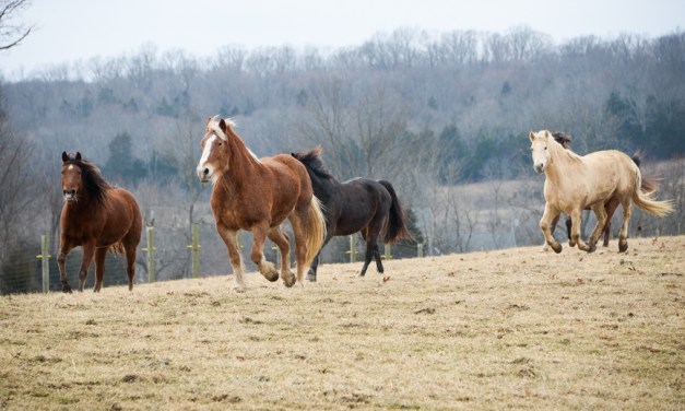Good Acres Sanctuary ‘a little slice of heaven’