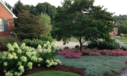 Outdoor Spaces: Hiring a professional, part III — Landscape contractors and arborists
