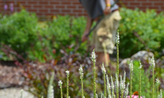 Outdoor Spaces: Hiring a professional, part III — Landscape contractors and arborists
