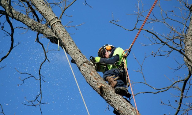 Outdoor Spaces: Hiring a professional, part III — Landscape contractors and arborists