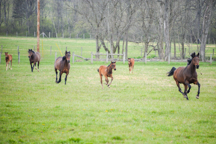 A lesson in training: ‘Take care of the horse and the horse will take care of you’
