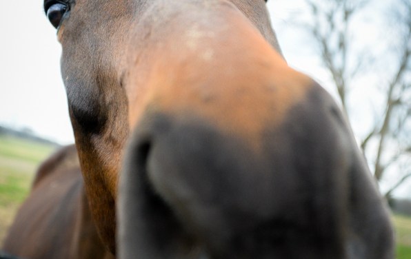 A lesson in training: ‘Take care of the horse and the horse will take care of you’