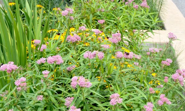 Six must-have host plants to attract butterflies