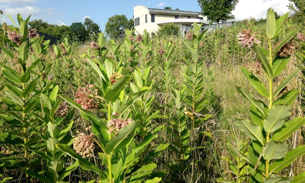 Six must-have host plants to attract butterflies