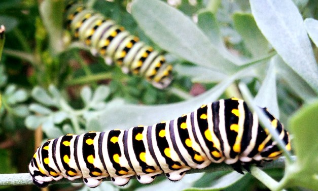 Six must-have host plants to attract butterflies