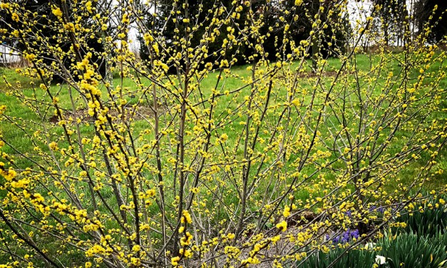 Six must-have host plants to attract butterflies