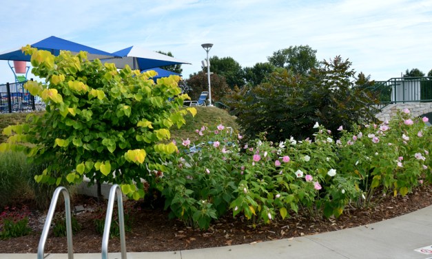 Create a summery, tropical garden with hardy natives