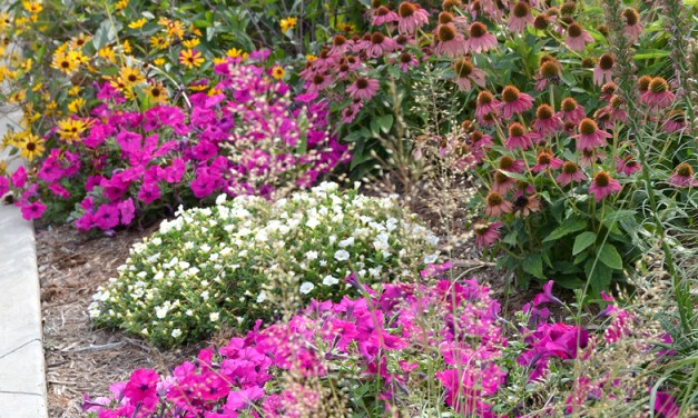 Create a summery, tropical garden with hardy natives
