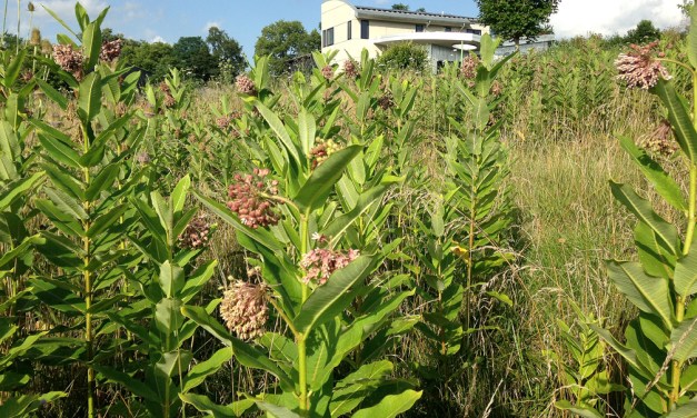 Gardening for wildlife