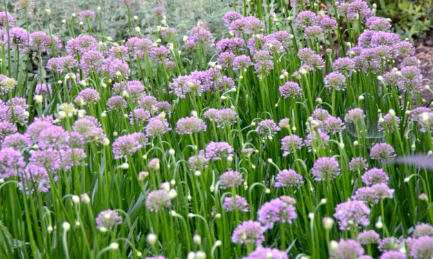 Planting at the Frankfort Cemetery