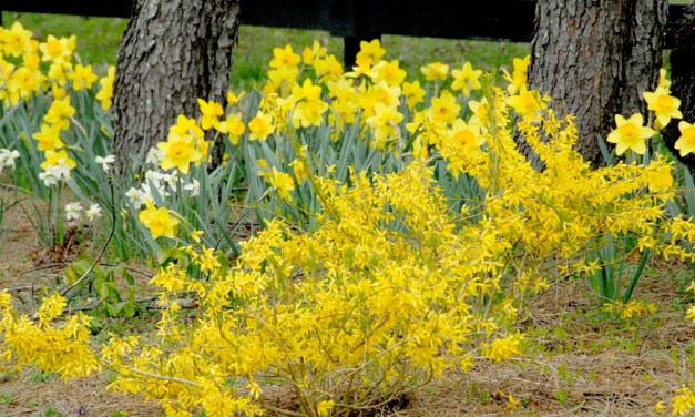 Planting at the Frankfort Cemetery
