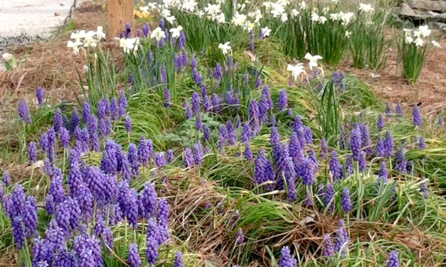 Planting at the Frankfort Cemetery