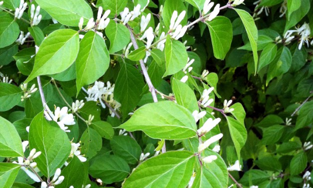 Identifying, controlling and alternatives to bush honeysuckle