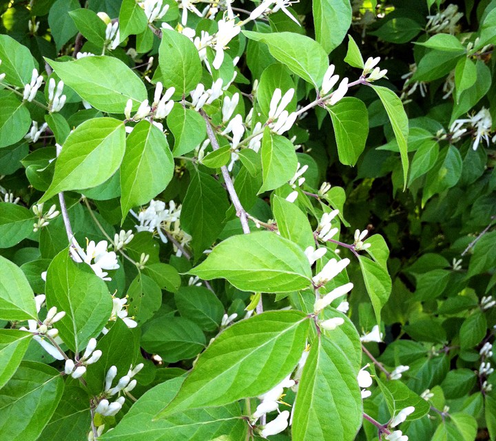 Identifying, controlling and alternatives to bush honeysuckle