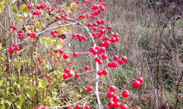 Identifying, controlling and alternatives to bush honeysuckle