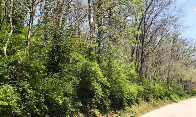 Identifying, controlling and alternatives to bush honeysuckle
