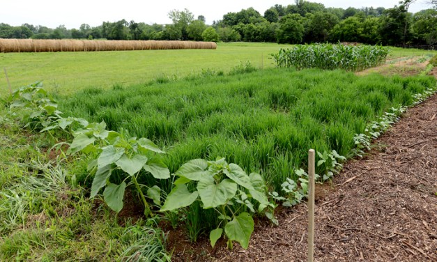 Start preparing your garden now