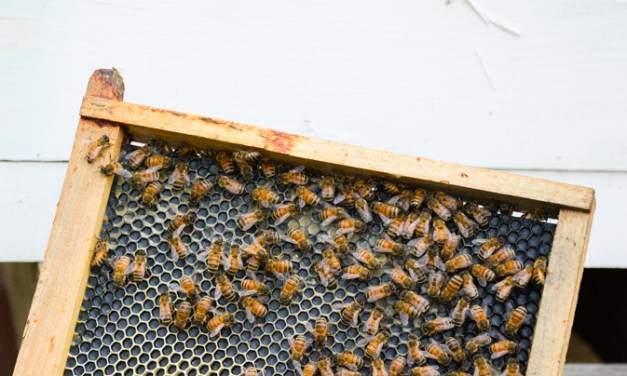 Area beekeepers wax nostalgic on bees, beekeeping, honey and the honeycombs that house them