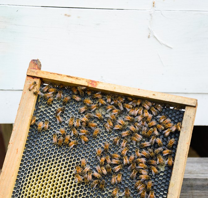 Area beekeepers wax nostalgic on bees, beekeeping, honey and the honeycombs that house them