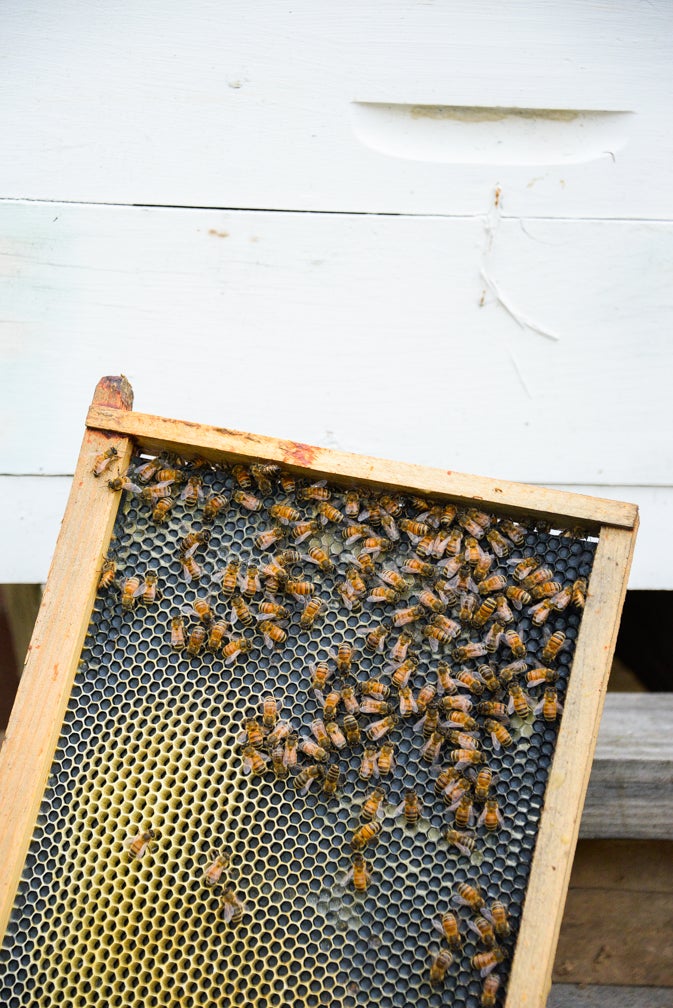 Area beekeepers wax nostalgic on bees, beekeeping, honey and the honeycombs that house them