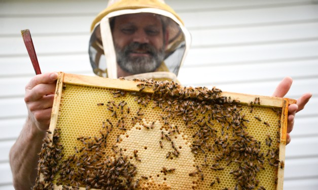 Area beekeepers wax nostalgic on bees, beekeeping, honey and the honeycombs that house them