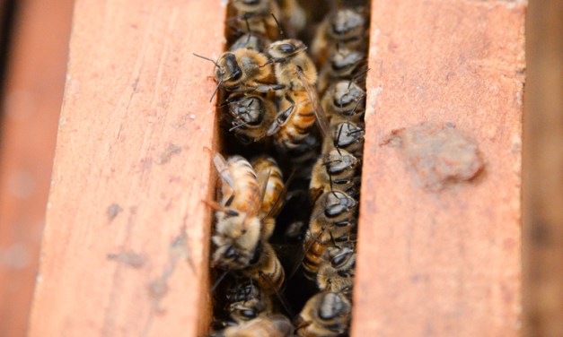 Area beekeepers wax nostalgic on bees, beekeeping, honey and the honeycombs that house them
