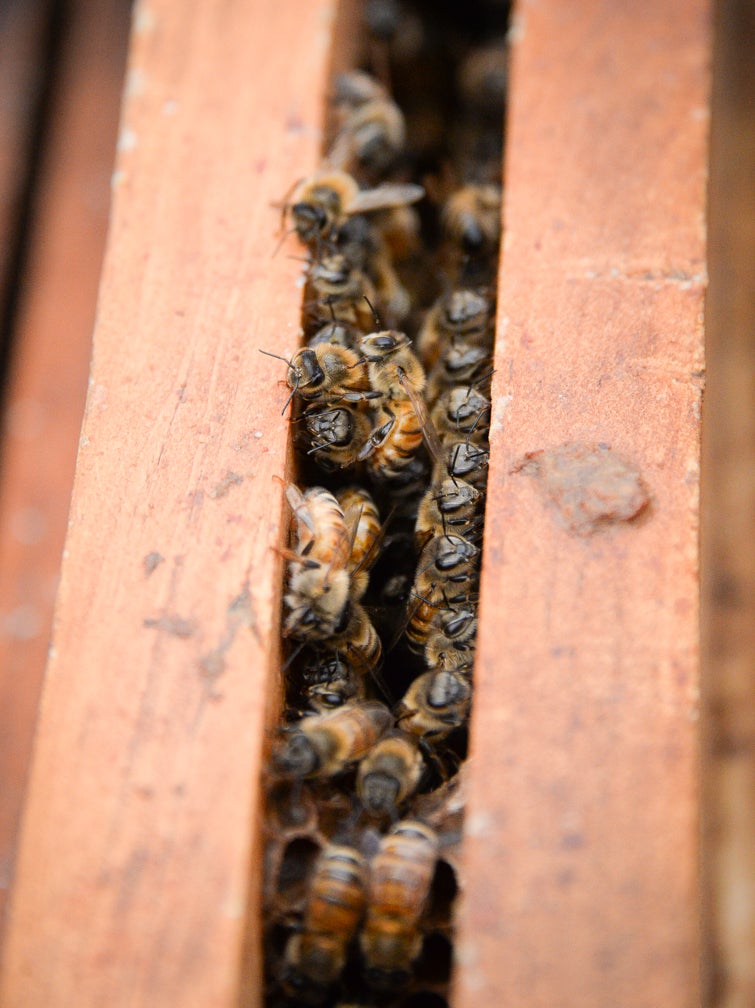 Area beekeepers wax nostalgic on bees, beekeeping, honey and the honeycombs that house them