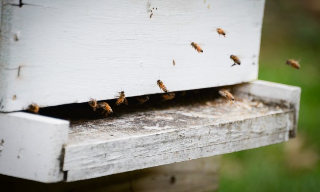 Area beekeepers wax nostalgic on bees, beekeeping, honey and the honeycombs that house them