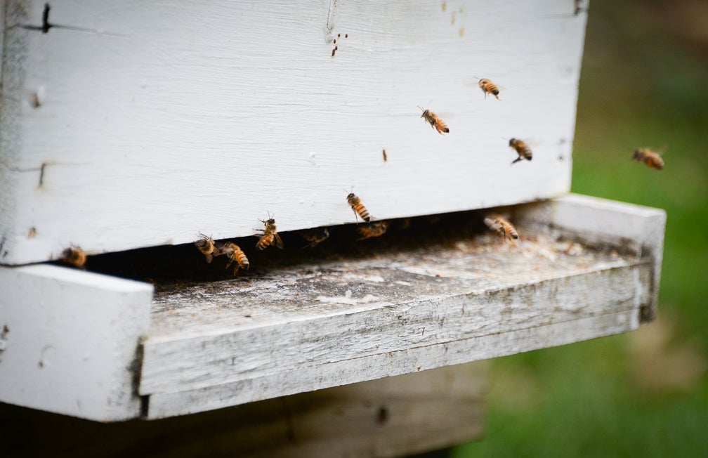 Area beekeepers wax nostalgic on bees, beekeeping, honey and the honeycombs that house them