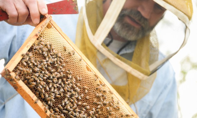 Area beekeepers wax nostalgic on bees, beekeeping, honey and the honeycombs that house them