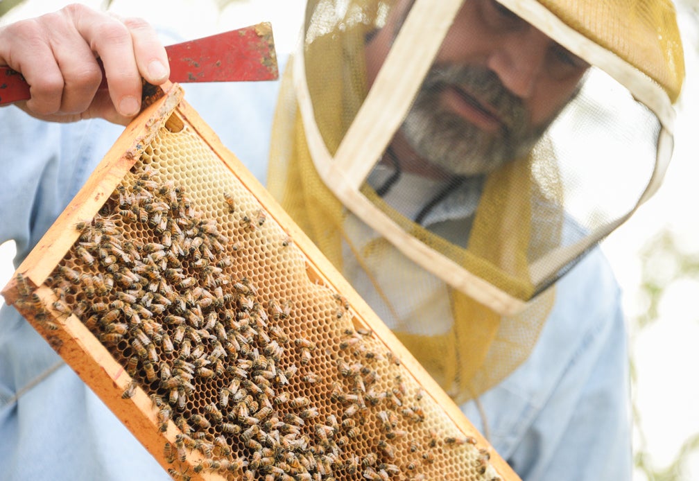 Area beekeepers wax nostalgic on bees, beekeeping, honey and the honeycombs that house them