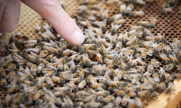 Area beekeepers wax nostalgic on bees, beekeeping, honey and the honeycombs that house them