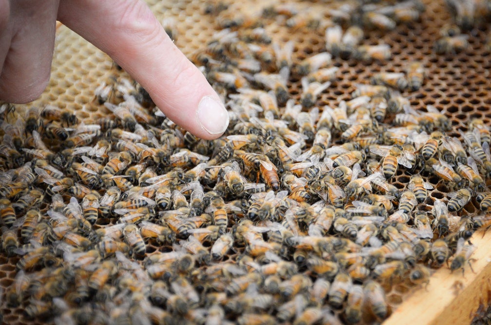 Area beekeepers wax nostalgic on bees, beekeeping, honey and the honeycombs that house them