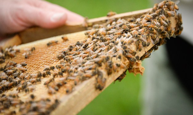 Area beekeepers wax nostalgic on bees, beekeeping, honey and the honeycombs that house them