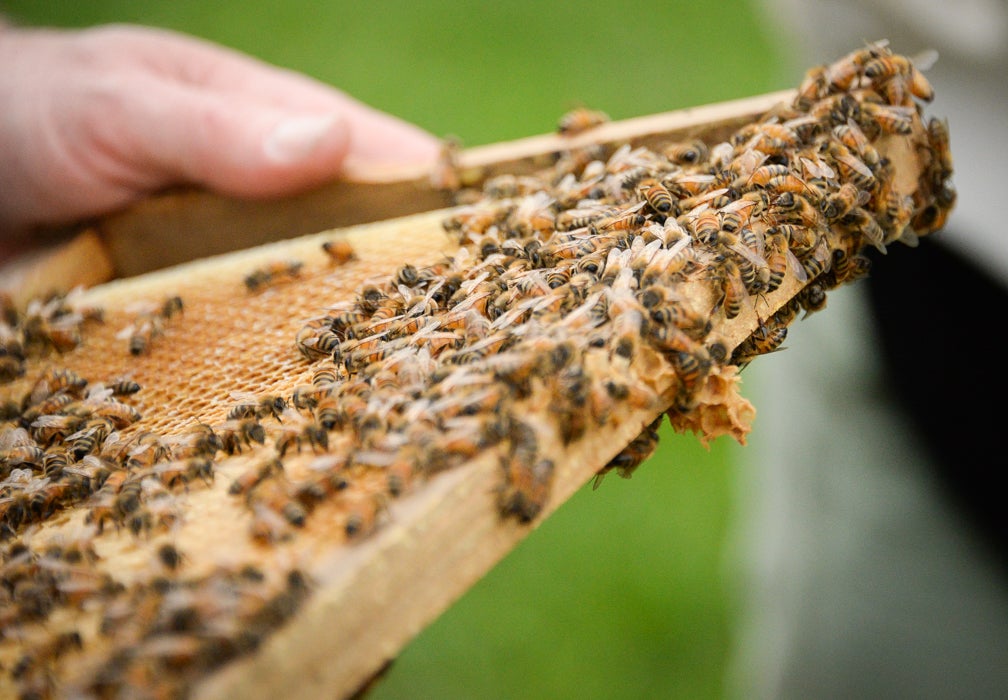 Area beekeepers wax nostalgic on bees, beekeeping, honey and the honeycombs that house them