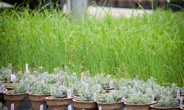 Sage Garden Cafe offering garden to table experience