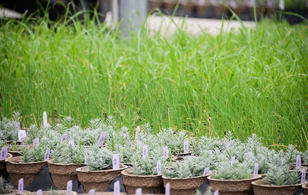 Sage Garden Cafe offering garden to table experience
