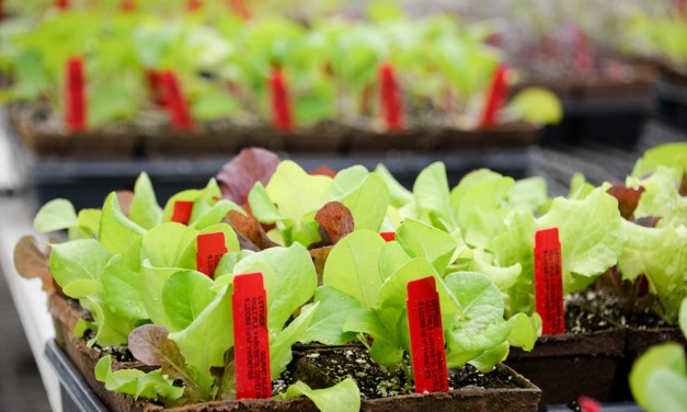 Sage Garden Cafe offering garden to table experience