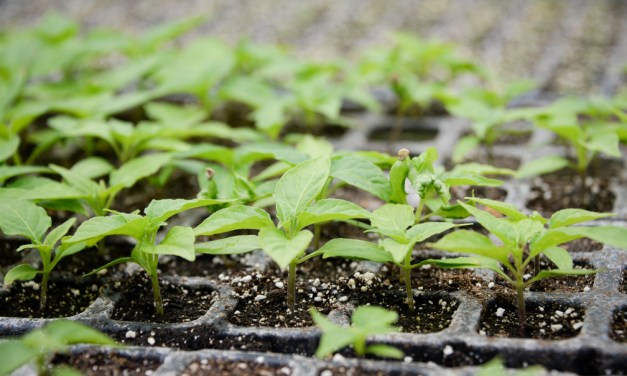 Sage Garden Cafe offering garden to table experience