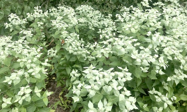 Buzz plant: Mountain mint