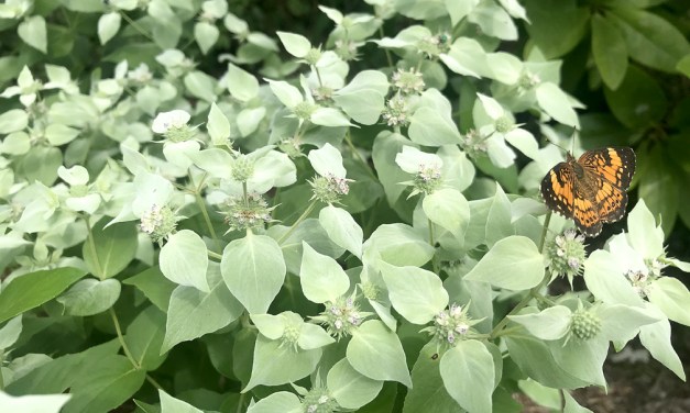 Buzz plant: Mountain mint
