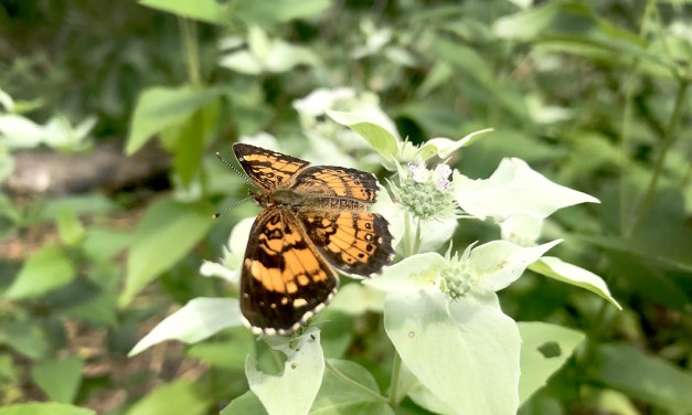 Buzz plant: Mountain mint