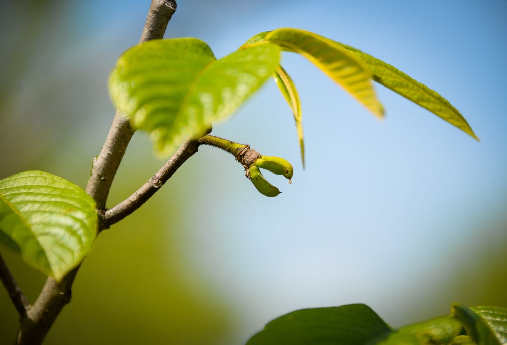 Pick up a pawpaw, put it in your pocket