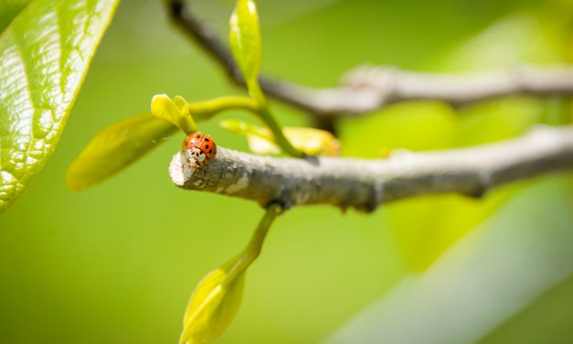 Pick up a pawpaw, put it in your pocket